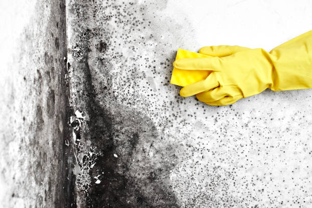 Best Best Mold Removal Companies  in Rensselaer, NY