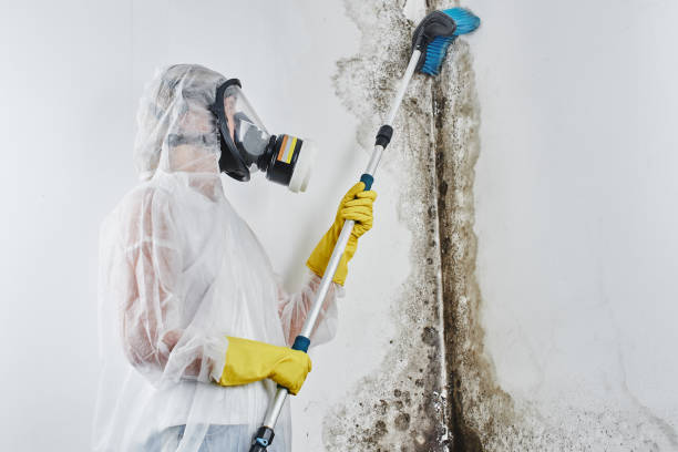 Reliable Rensselaer, NY Mold Removal Solutions