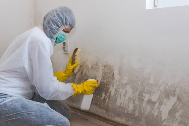Best Crawl Space Mold Removal  in Rensselaer, NY