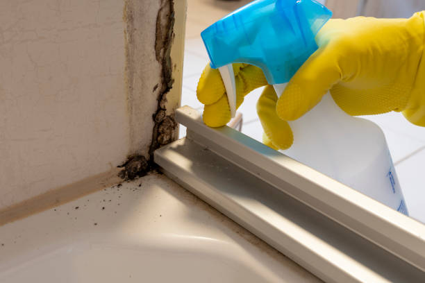Best Toxic Mold Removal  in Rensselaer, NY