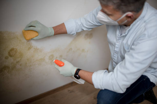 Best Affordable Mold Removal  in Rensselaer, NY