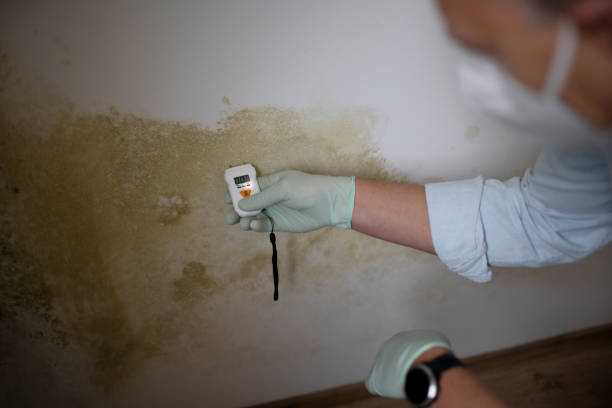 Best Professional Mold Removal  in Rensselaer, NY