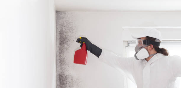 Best Mold Remediation  in Rensselaer, NY