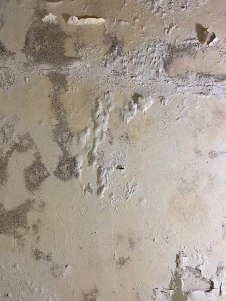 Best Office Mold Removal Services  in Rensselaer, NY