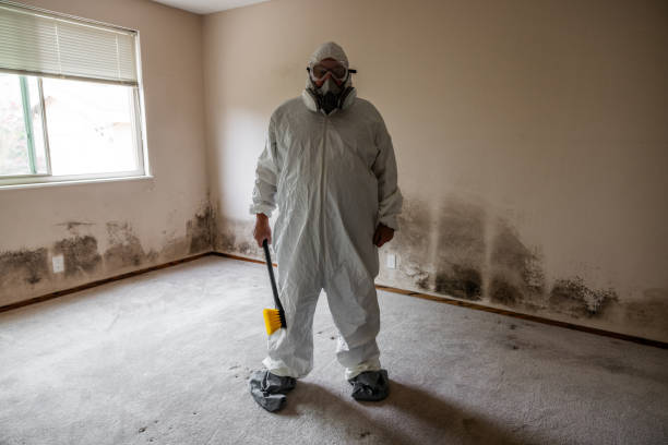 Best Mold Remediation  in Rensselaer, NY