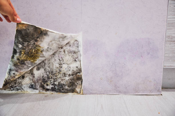Best Mold Damage Repair  in Rensselaer, NY